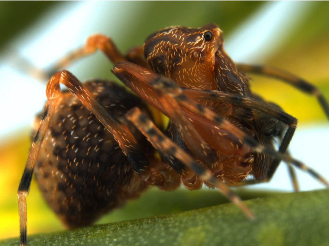 Zephyrarchaea austini