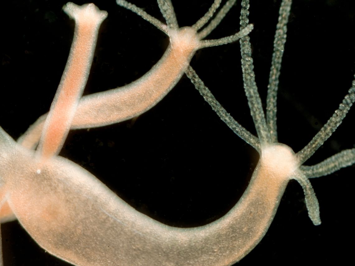 Este es el secreto de la inmortalidad de la hidra