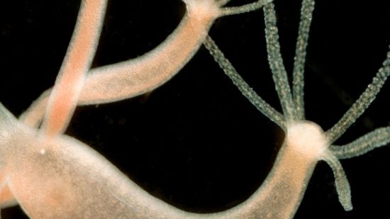 Este es el secreto de la inmortalidad de la hidra