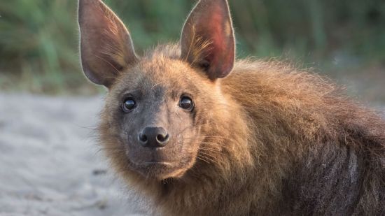 La hiena parda es considerada como una de las especies más raras