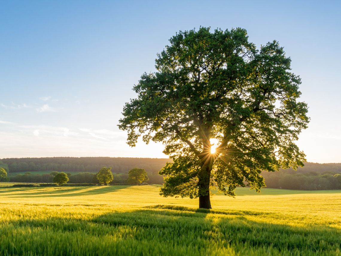 Estos son los mejores árboles en la lucha contra el calentamiento global