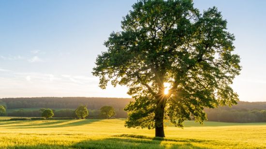 Estos son los mejores árboles en la lucha contra el calentamiento global