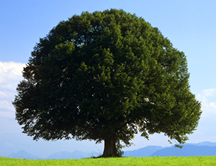 Así se mueve la savia de los árboles