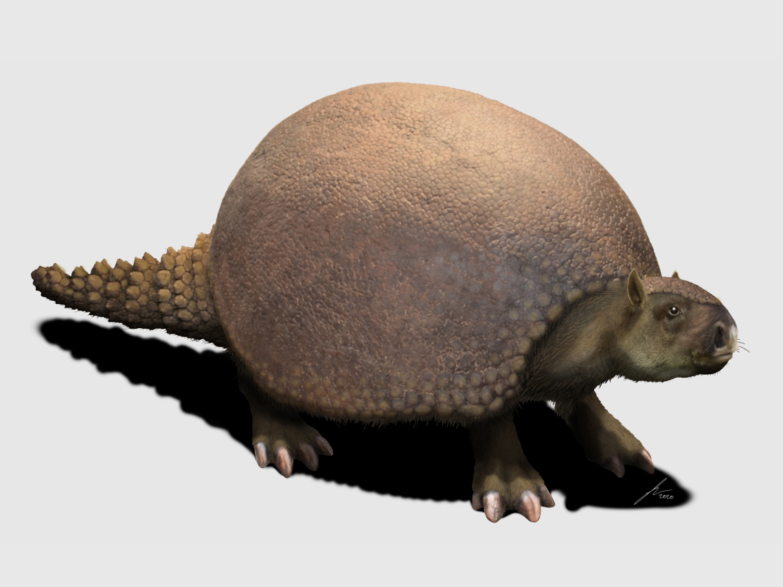 Glyptodon, un armadillo gigante del Pleistoceno