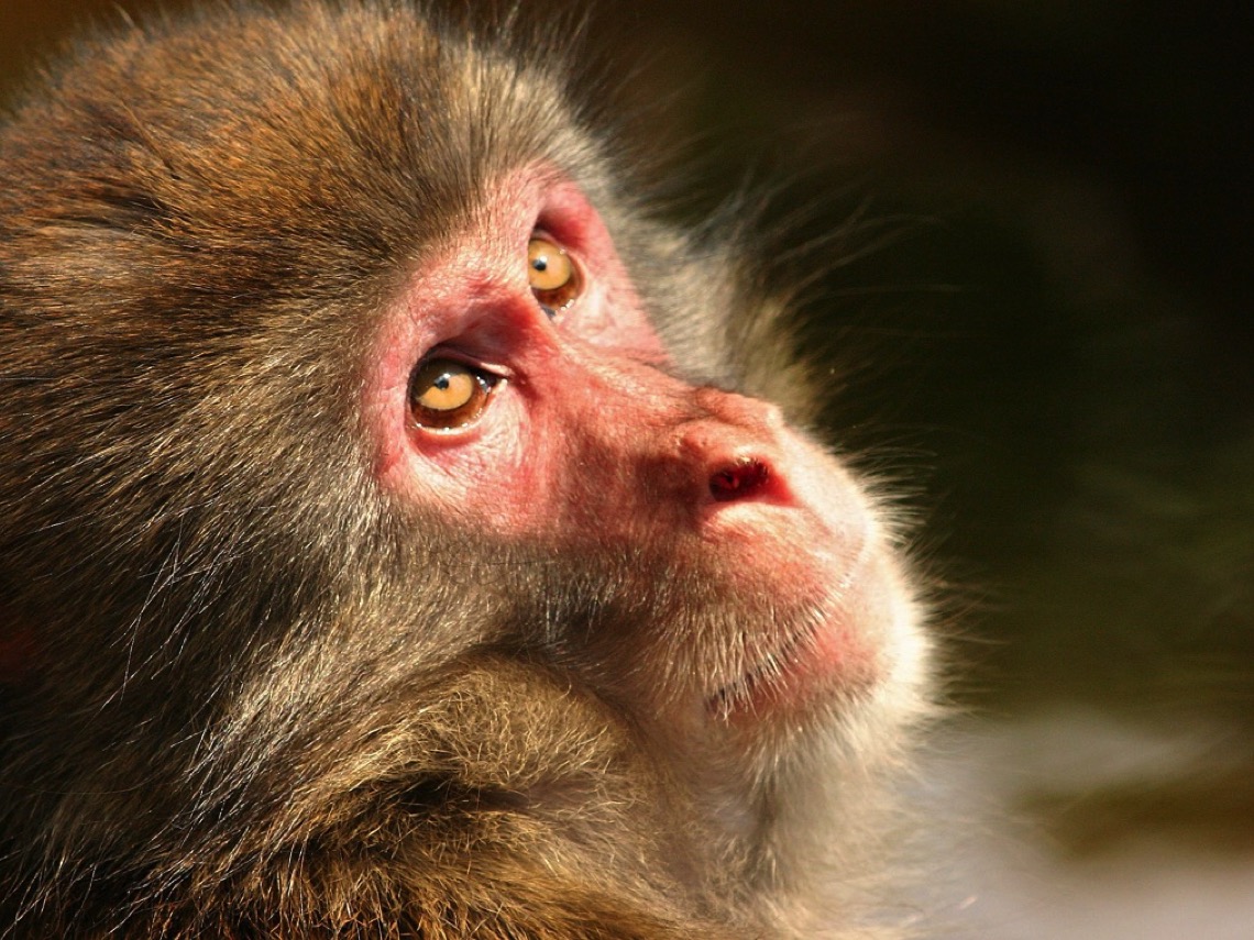 Macaco japonés