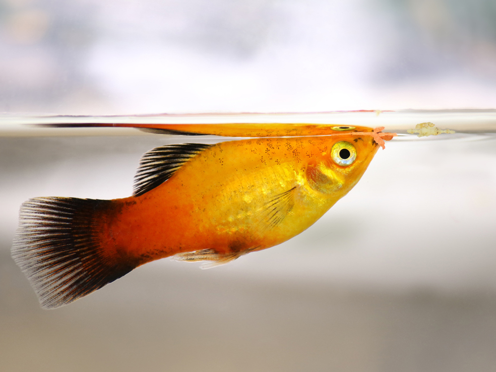 ¿Qué se les da de comer a los peces de acuario?