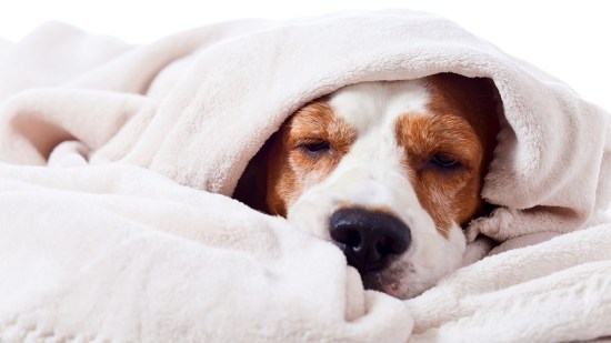 Torsión de estómago: qué es, síntomas y cómo prevenirla