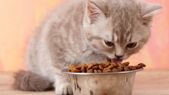 Aceite de pescado para gatos