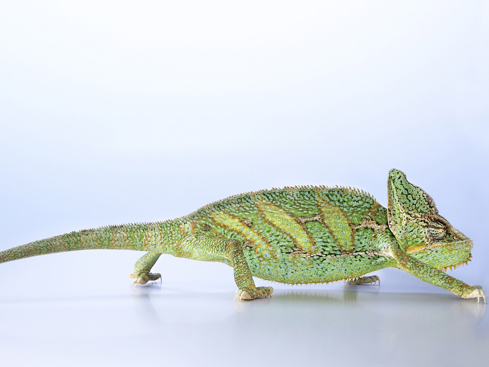 La alimentación del camaleón del Yemen