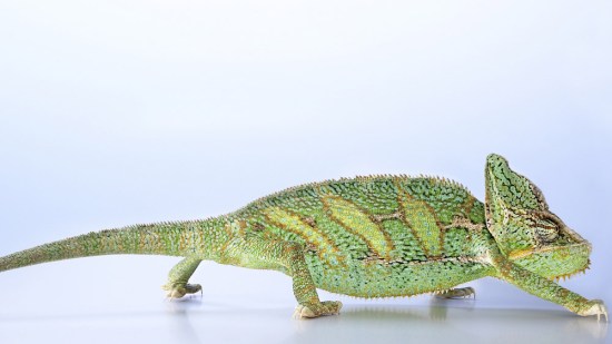 La alimentación del camaleón del Yemen