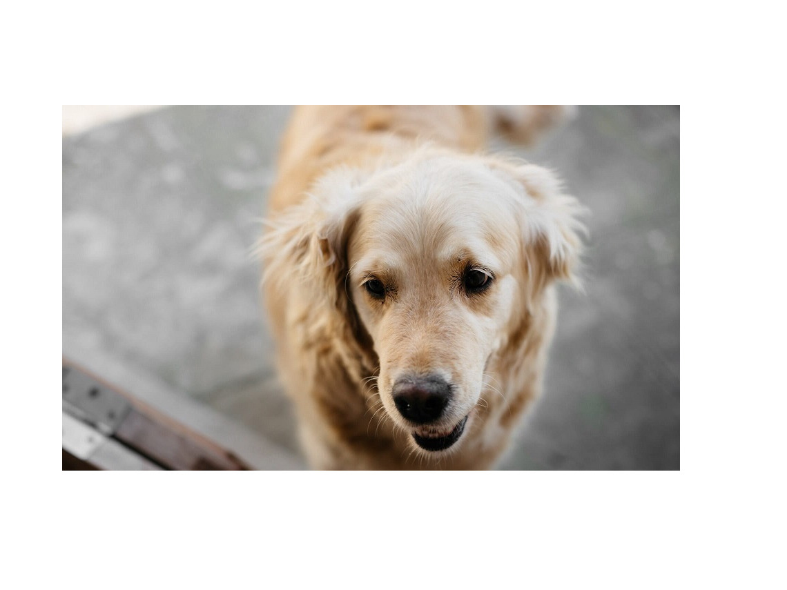 Perro de raza golden retriever