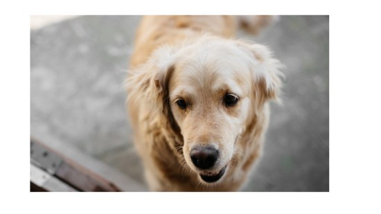 Perro de raza golden retriever