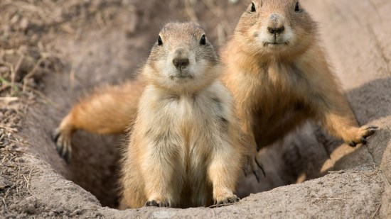 ¿Qué comen los perritos de las praderas?