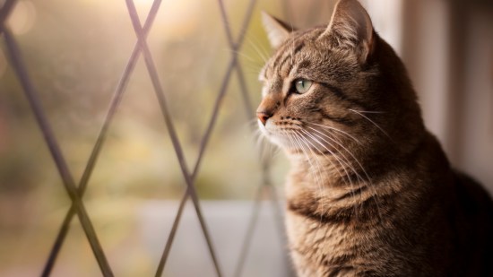 Cómo evitar que el gato se caiga de una ventana