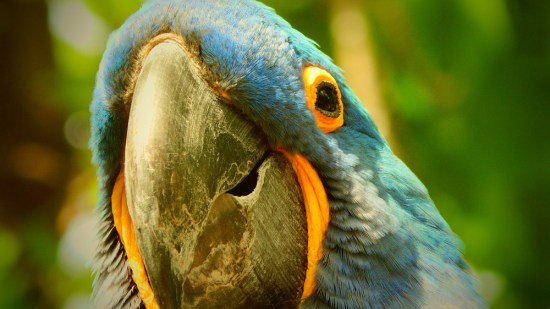 La alimentación de los loros