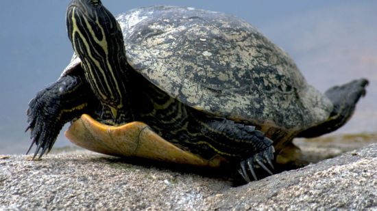 La realidad de las tortugas de agua
