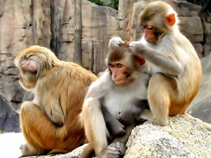 Los macacos también se mueven al unísono