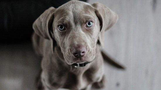 A mi cachorro no le baja un testículo
