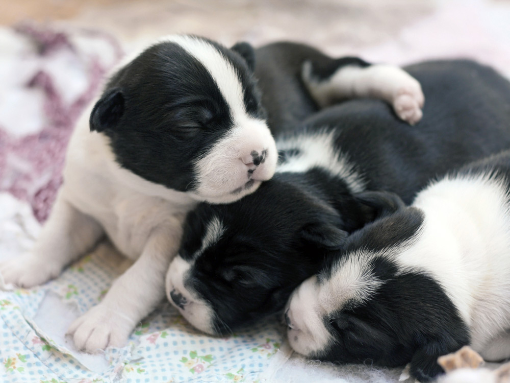 Estos cachorritos han nacido sin problema
