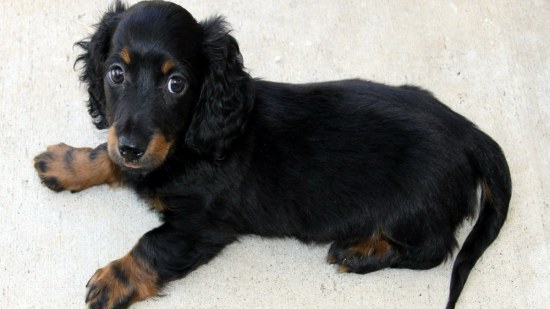 El teckel es un perro con variedades, pequeño pero con fuerza