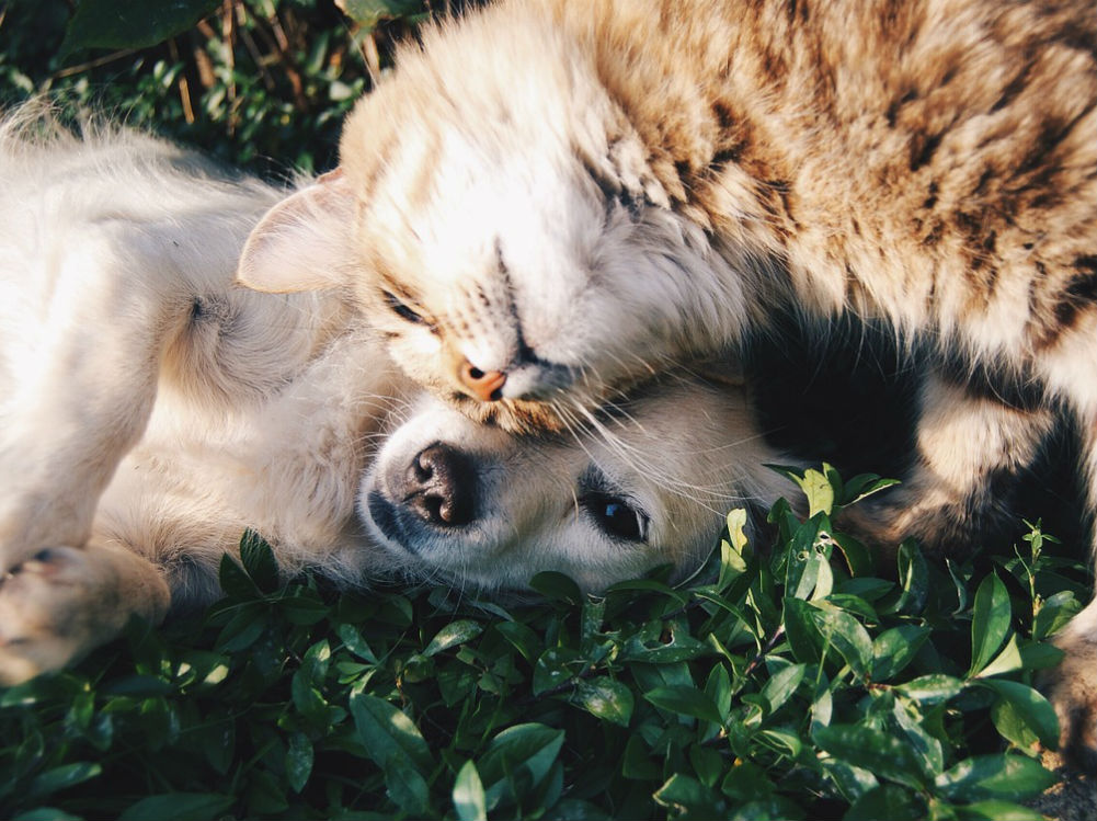Esto también es llevarse como el perro y el gato