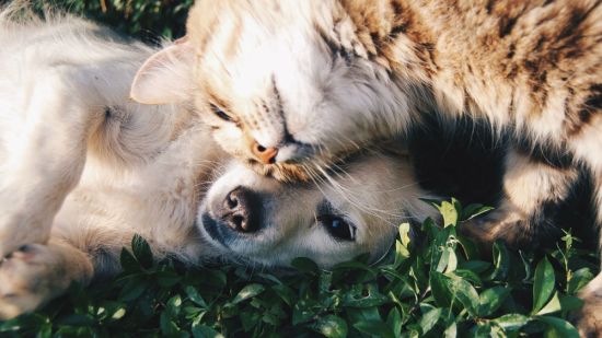Esto también es llevarse como el perro y el gato