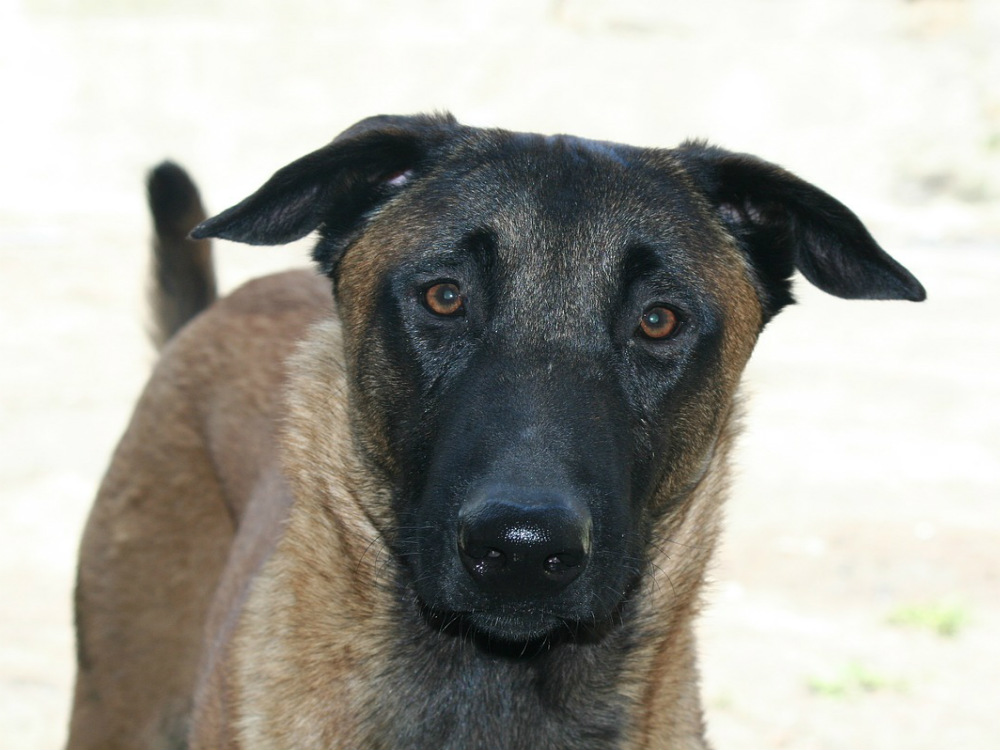 ¿Buscar perros en adopción o comprar uno?