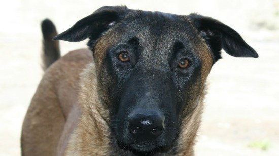 ¿Buscar perros en adopción o comprar uno?