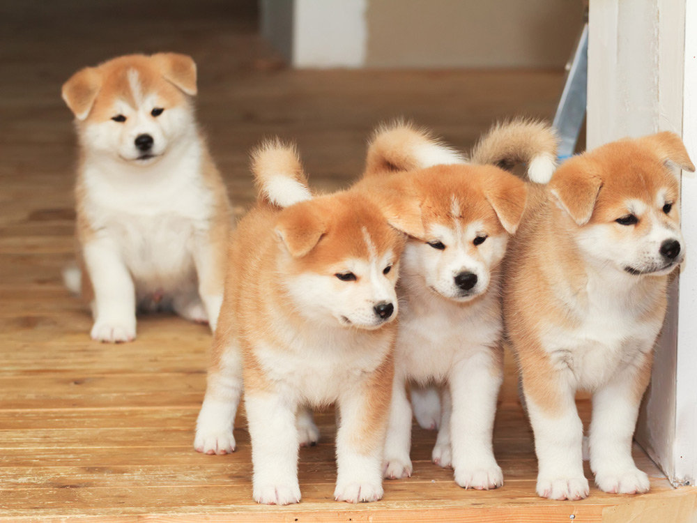 Razas de perros: akita inu, el japonés más valorado
