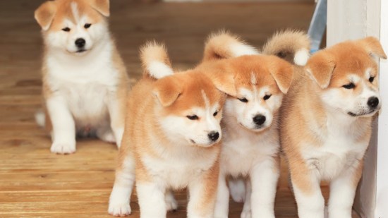 Razas de perros: akita inu, el japonés más valorado