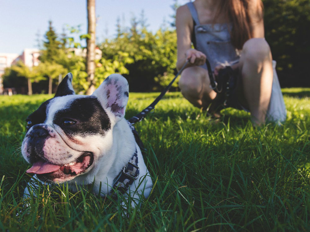 Los seguros para perros son muy recomendables