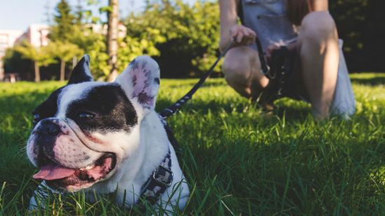 Los seguros para perros son muy recomendables