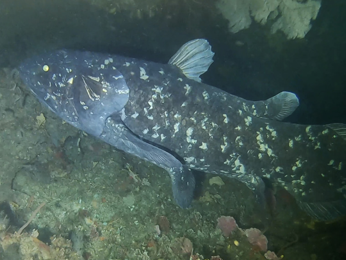 Un celacanto actual vivo en el Océano Índico