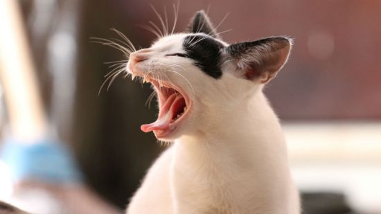 ¿Tu gato vomita o regurgita? Te contamos qué le pasa