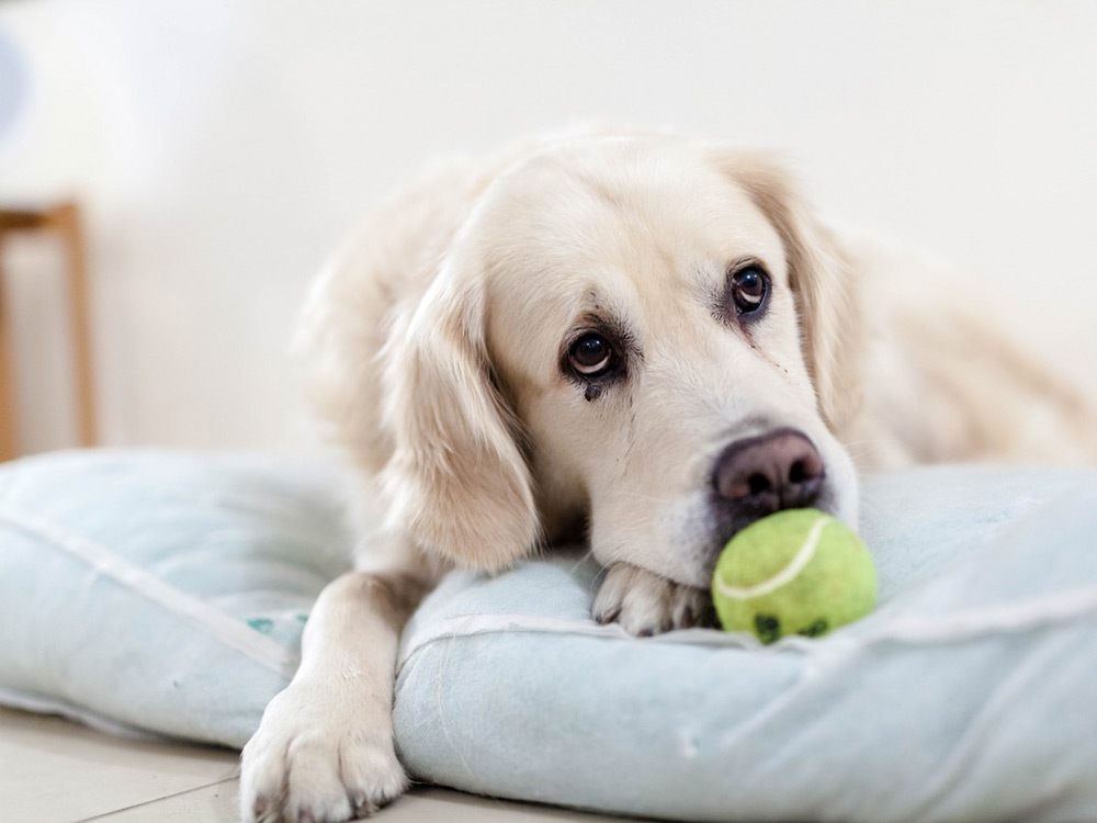 Labrador tumbado en su cama