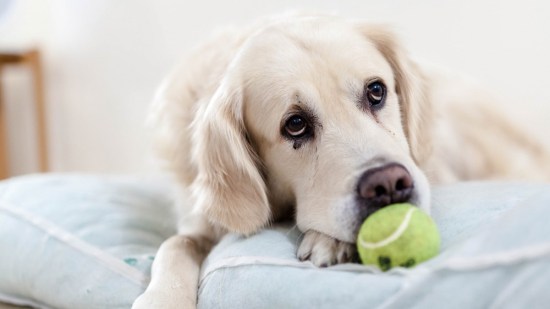 Labrador tumbado en su cama
