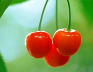 La melatonina aumenta la producción de grasa buena y ayuda a adelgazar