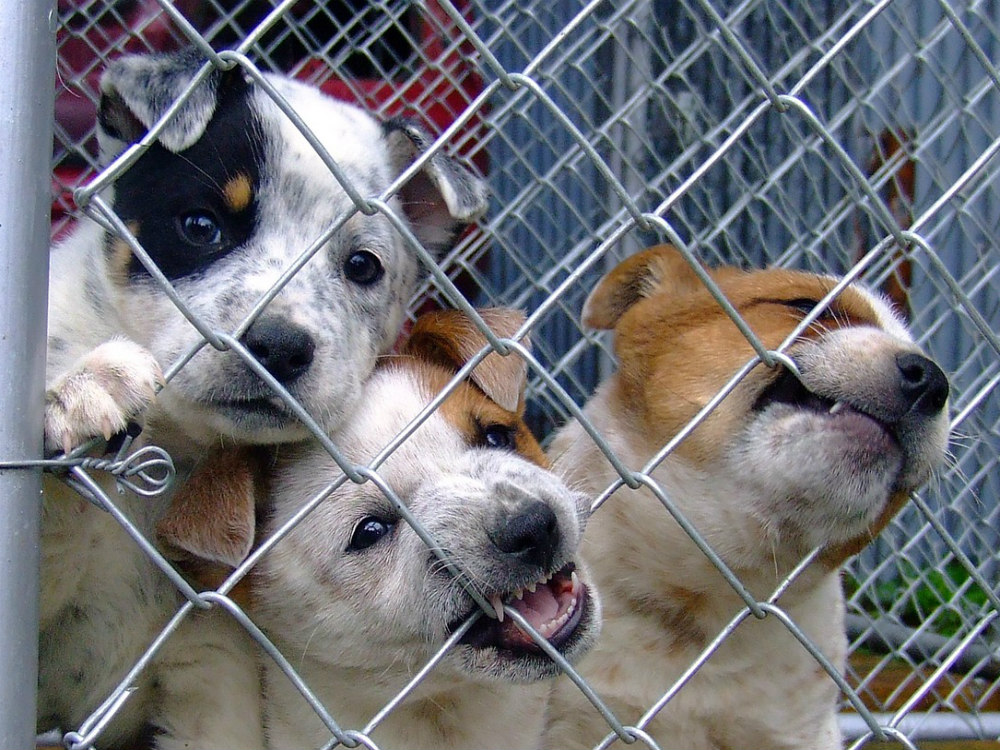 Esterilización, una de las soluciones al abandono animal