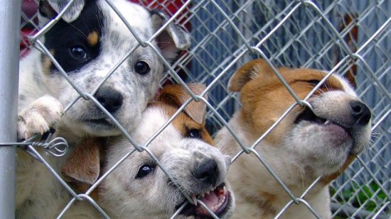 Esterilización, una de las soluciones al abandono animal