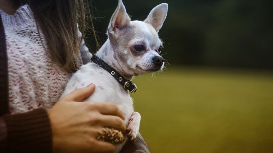 Te enseñamos a entender el lenguaje de los perros