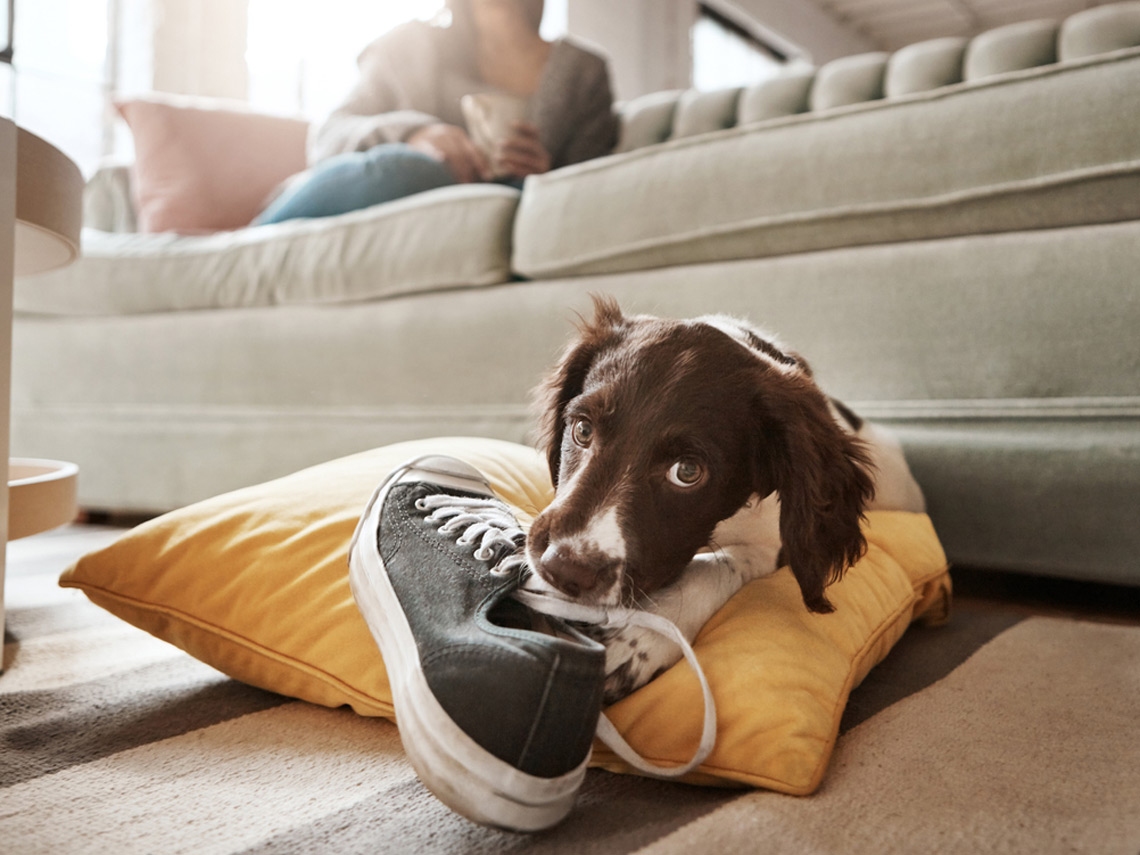 Perro mordiendo una zapatilla