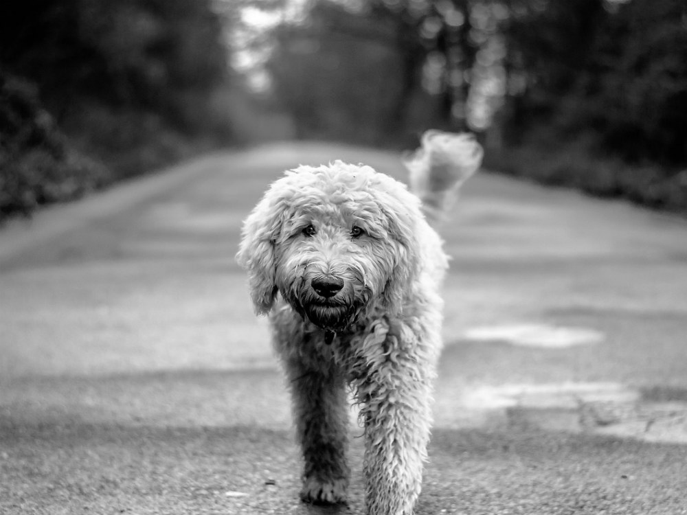 Herpes en perros, te lo contamos todo