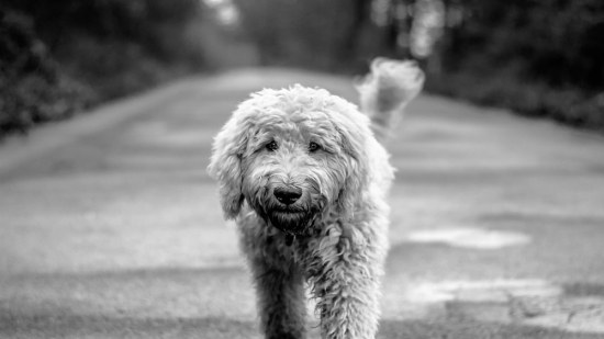 Herpes en perros, te lo contamos todo