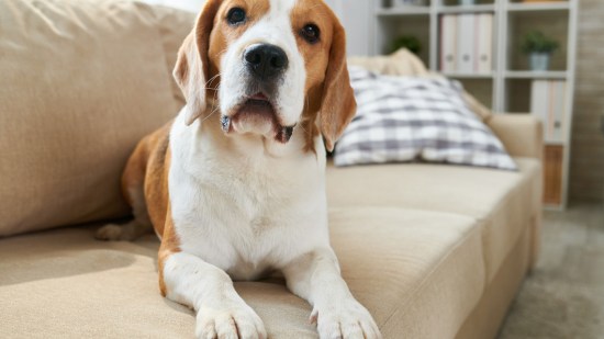 Beagle en el sillón