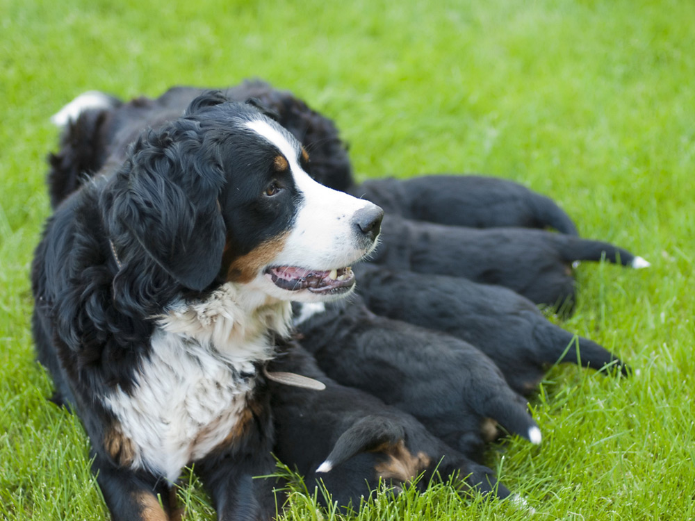 El periodo prenatal del cachorro sienta los cimientos de su carácter