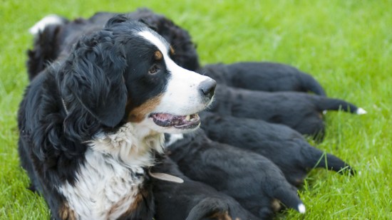 El periodo prenatal del cachorro sienta los cimientos de su carácter