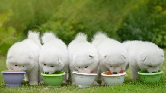 Cachorro, ¿cómo lo alimento?