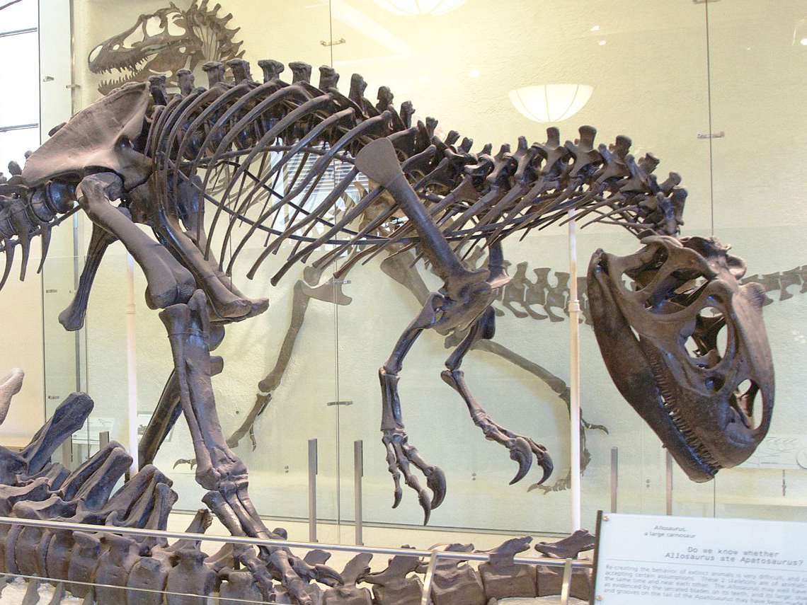 Allosaurus,