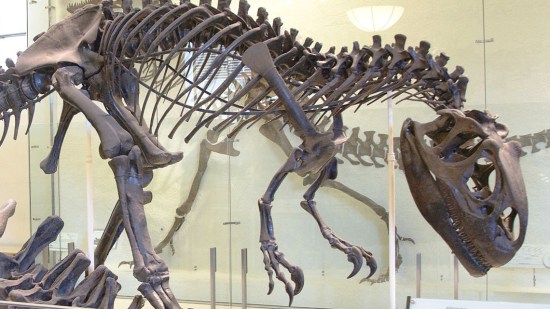 Allosaurus,