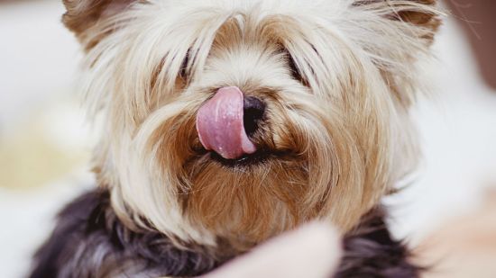 Los carbohidratos en la alimentación de nuestro perro